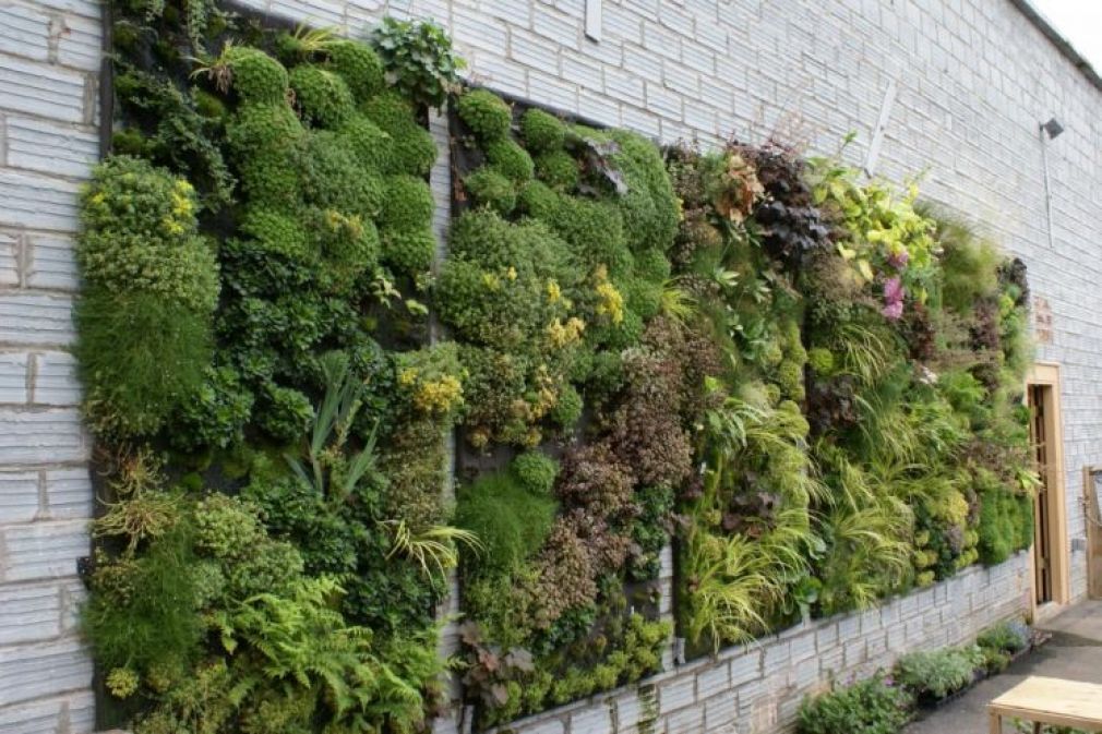 Arredare le pareti con le piante