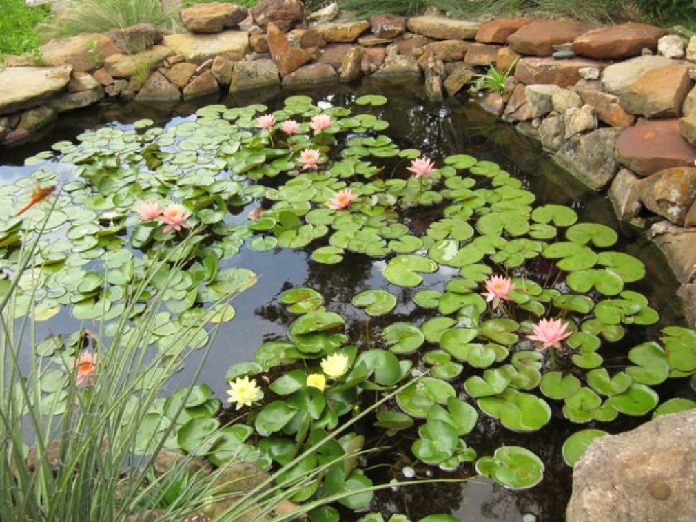 Come creare un giardino acquatico?